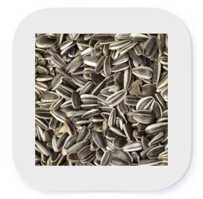 Sonnenblumenkerne gestreift