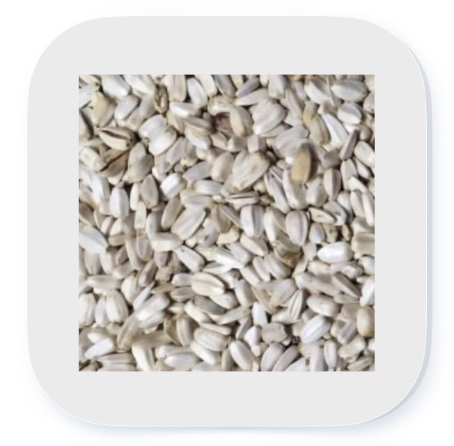 Sonnenblumenkerne weiß