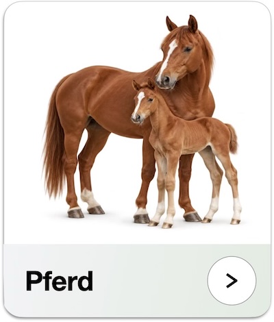 Pferd