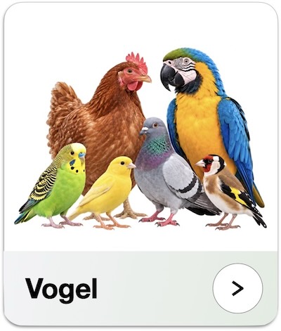 Vogel