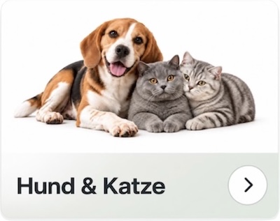 Hund und Katze