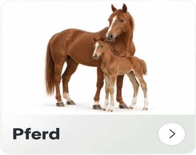 Pferd
