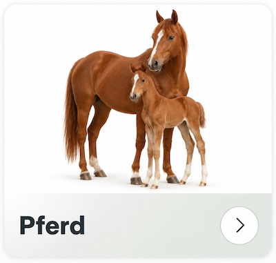 Pferd