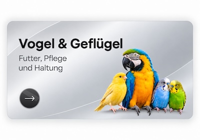 Vogel