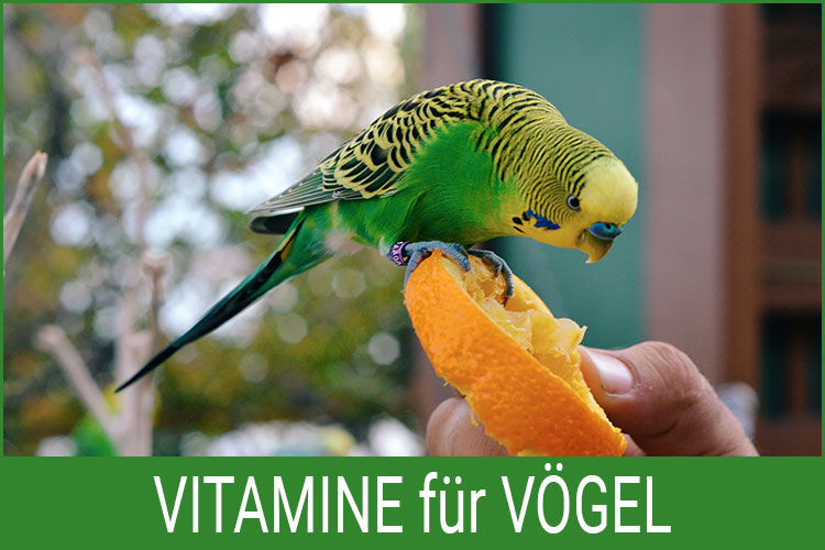 Vitamine Vogel